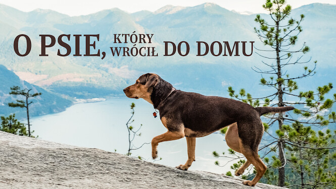 O Psie Który Wrócił Do Domu Netflix O psie, który wrócił do domu (2019) - Netflix | Flixable